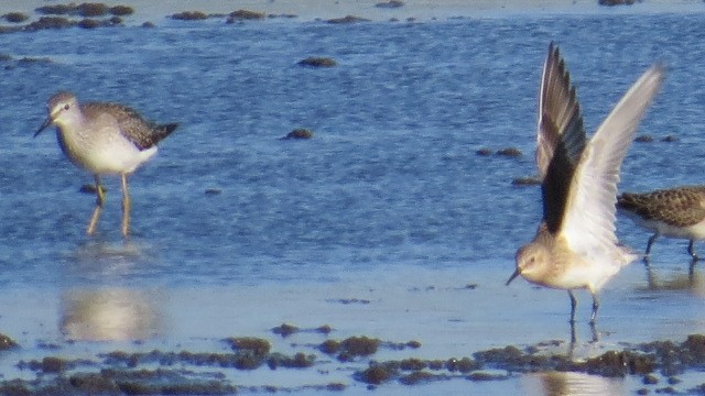 Baird's Sandpiper - ML479090961