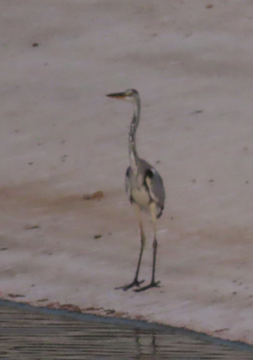 Gray Heron - Ute Langner