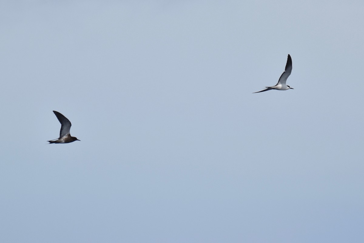 Sooty Tern - John Patten Moss