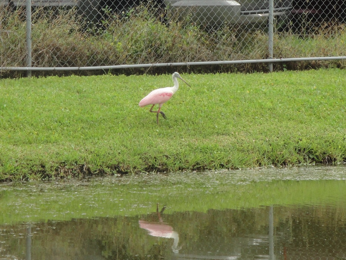 Roseate Spoonbill - Brandon Stidum