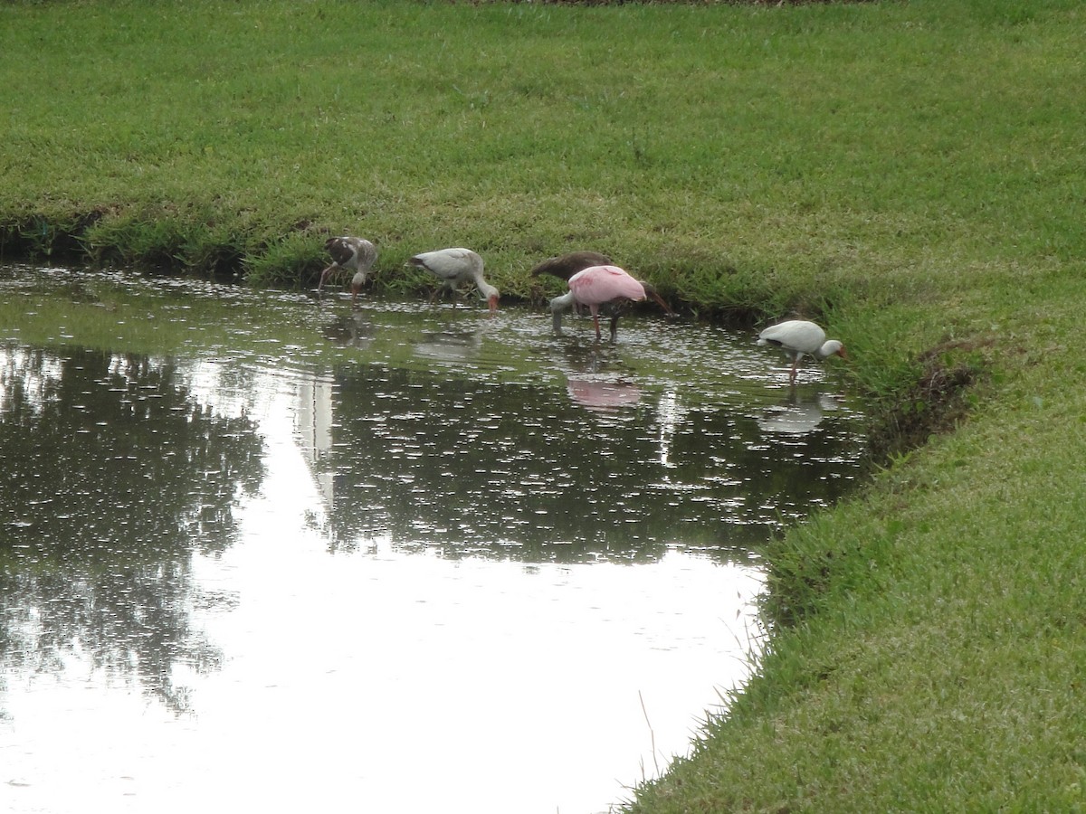 White Ibis - Brandon Stidum