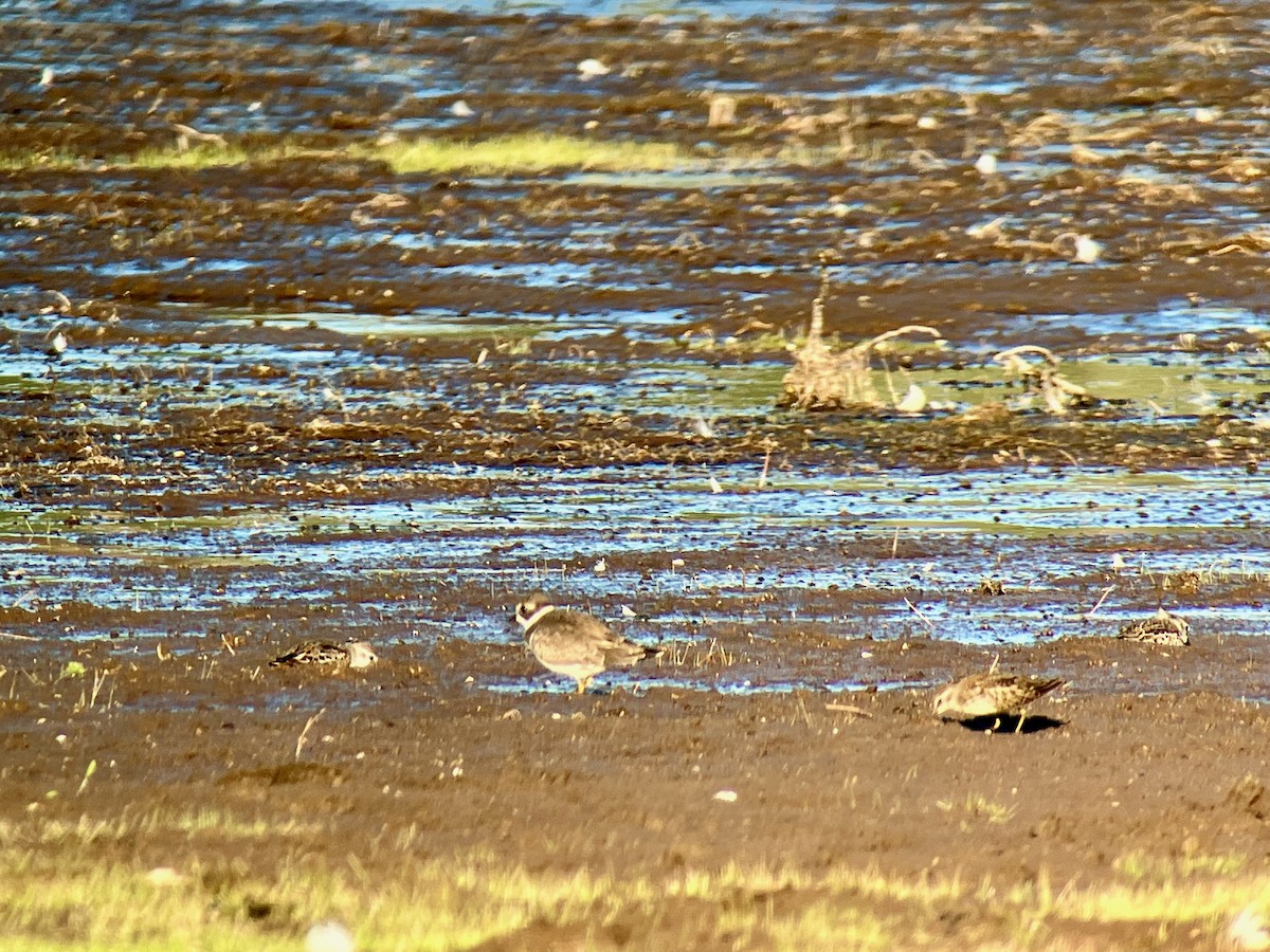Semipalmated Plover - ML479092641