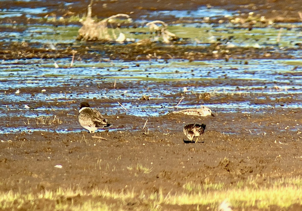 Semipalmated Plover - ML479092651