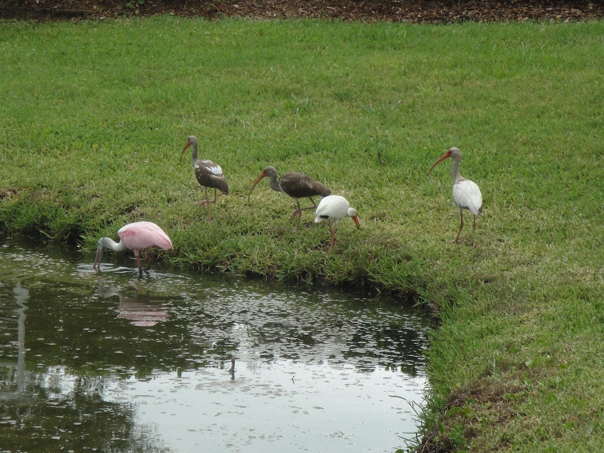 Roseate Spoonbill - ML479092691