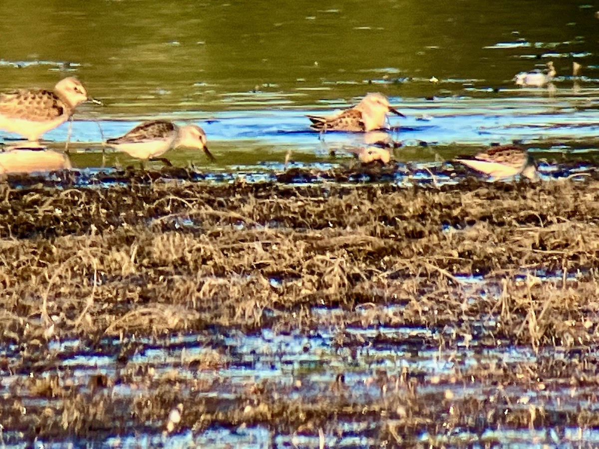 Baird's Sandpiper - Paul Hardy