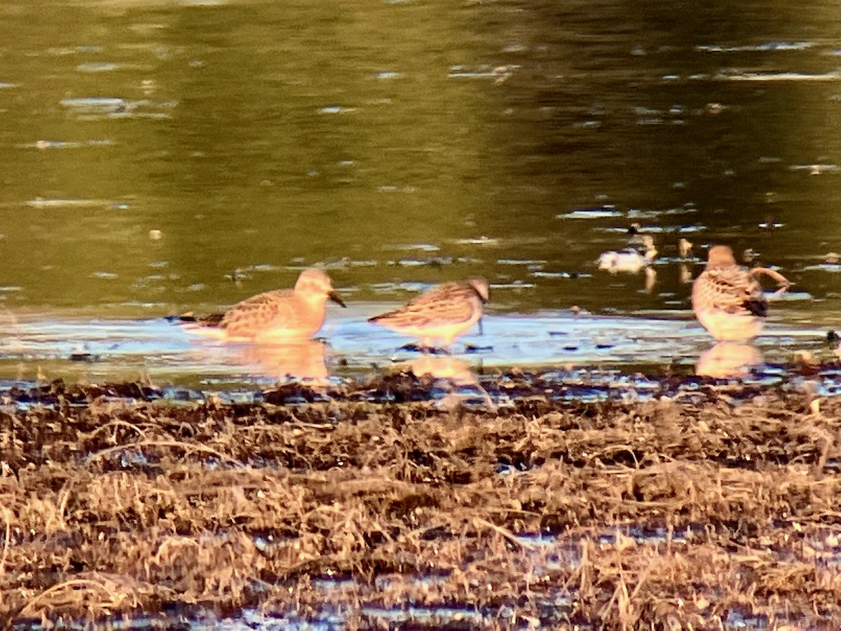 Baird's Sandpiper - ML479093251