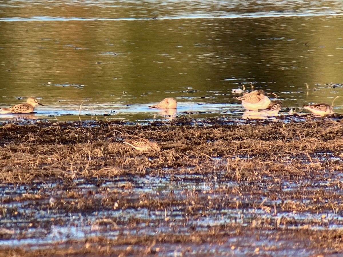 Baird's Sandpiper - ML479093261