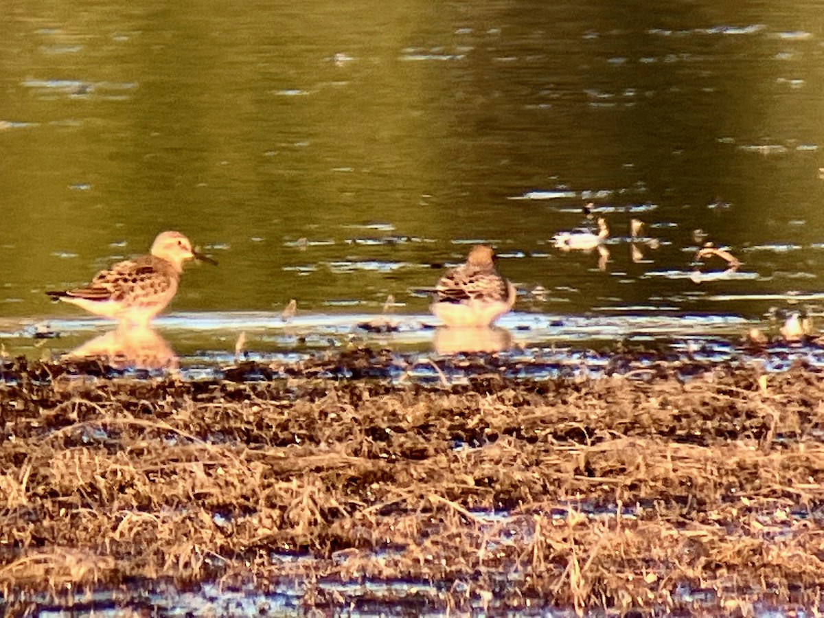 Baird's Sandpiper - ML479093271