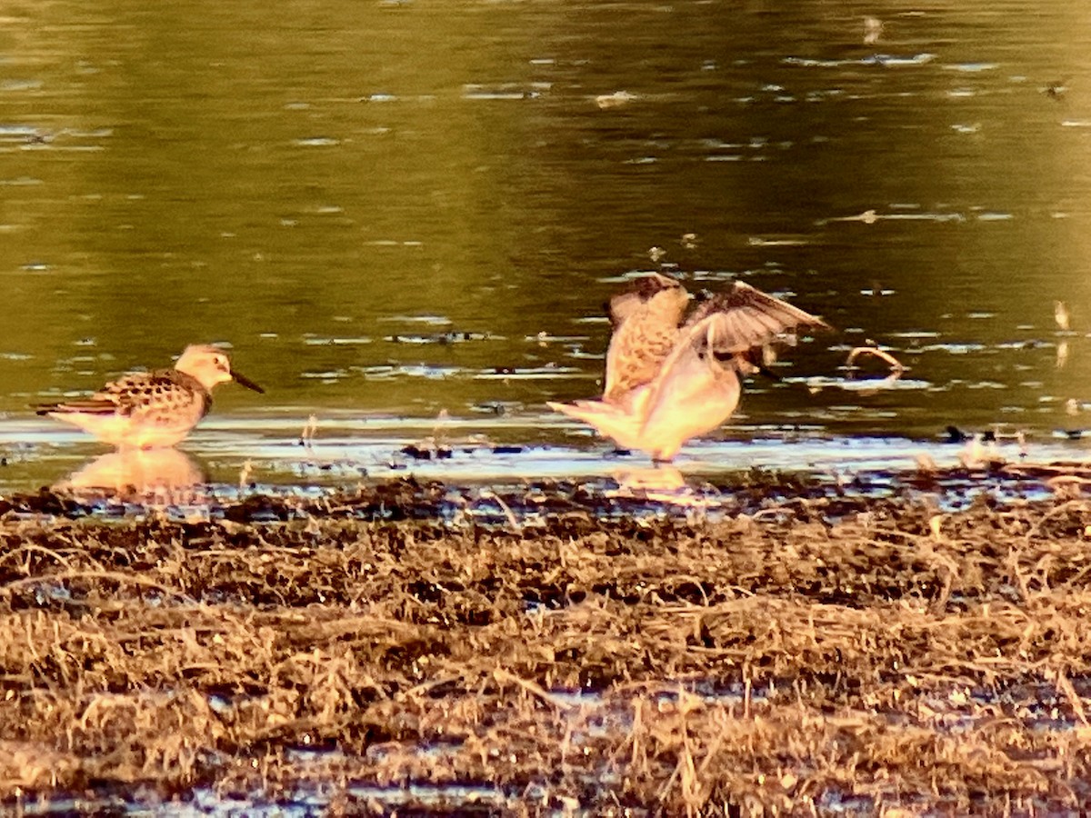 Baird's Sandpiper - ML479093281