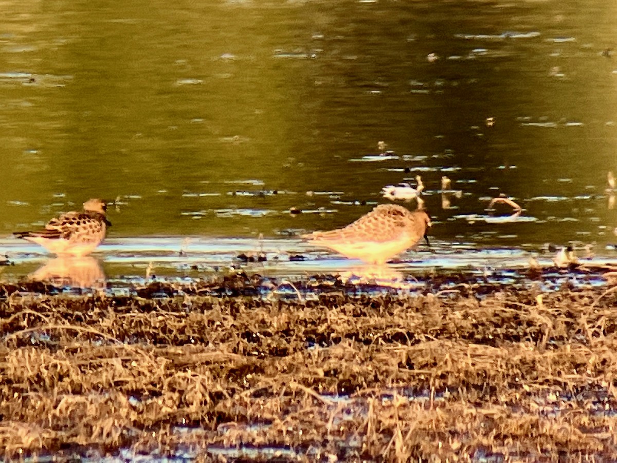 Baird's Sandpiper - ML479093291