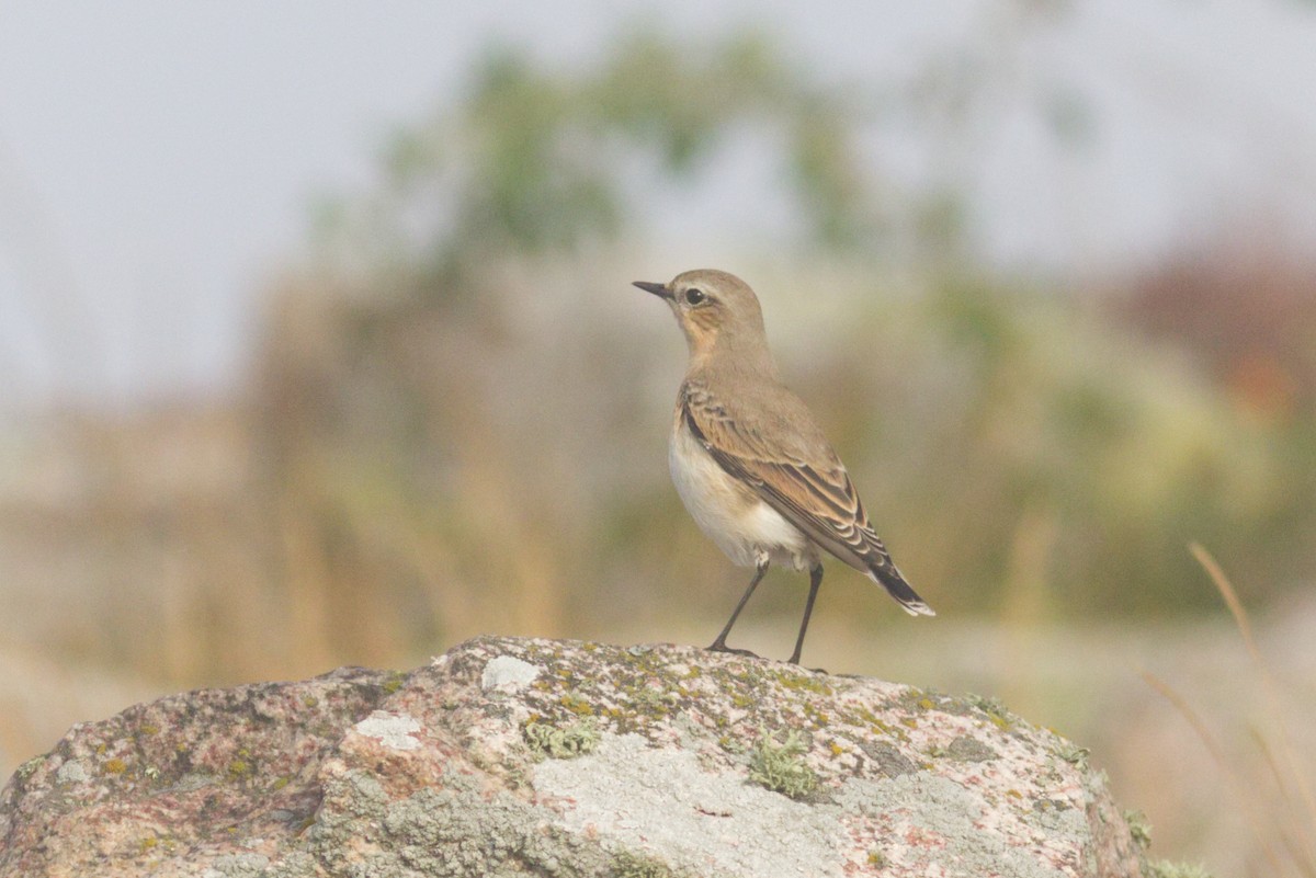 Northern Wheatear (Eurasian) - ML479095541