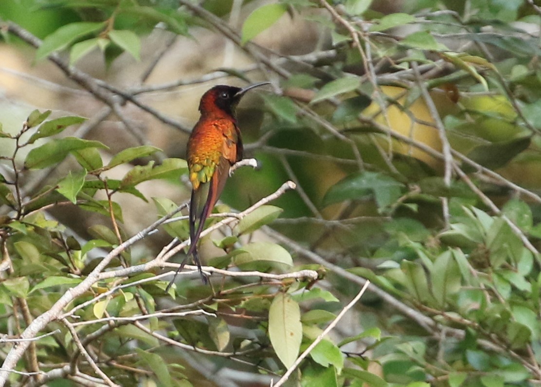 Colibrí Topacio - ML479095661