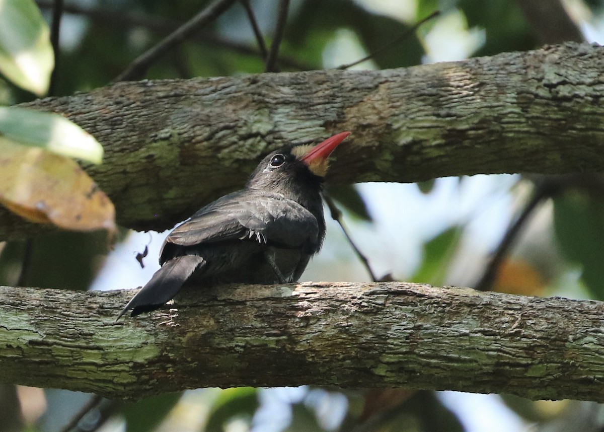 Weißstirn-Faulvogel - ML479095951