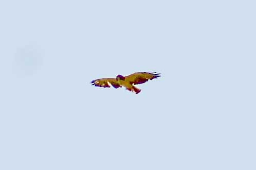 Short-tailed Hawk - ML479097501
