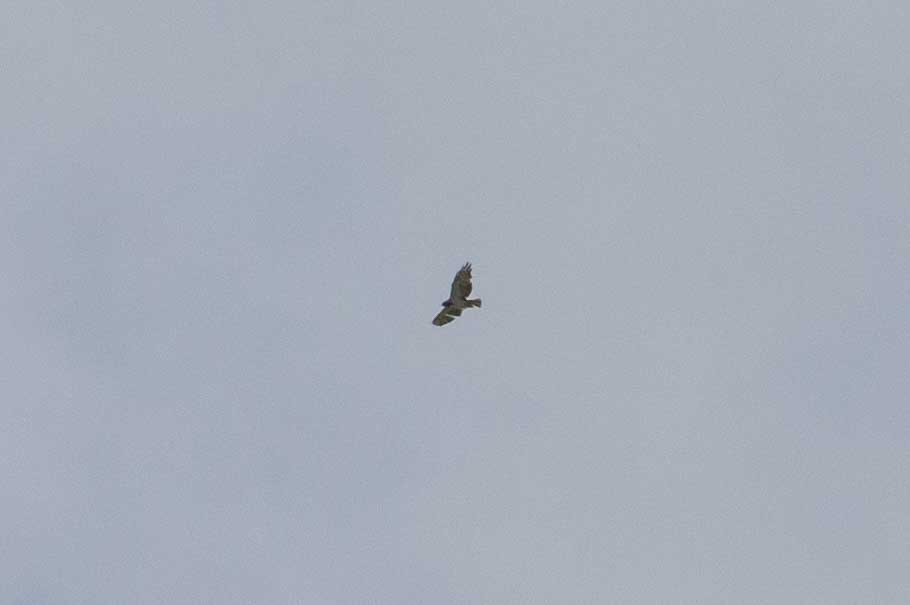 Short-tailed Hawk - ML479097531