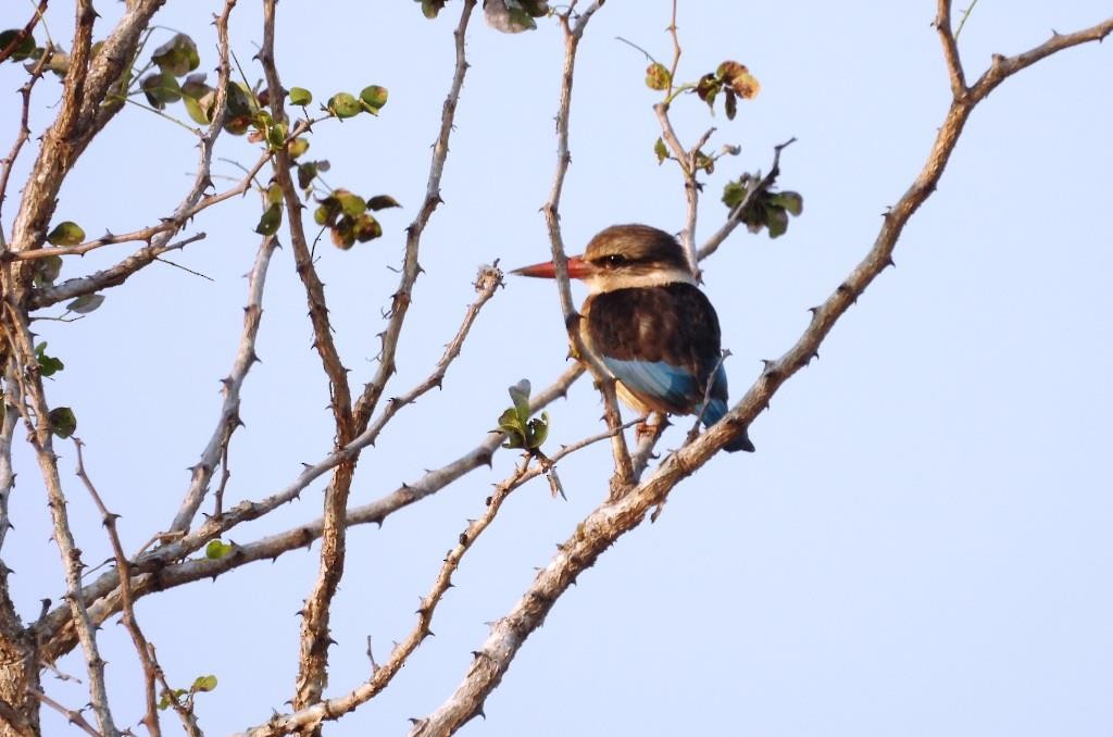 Brown-hooded Kingfisher - ML479099131