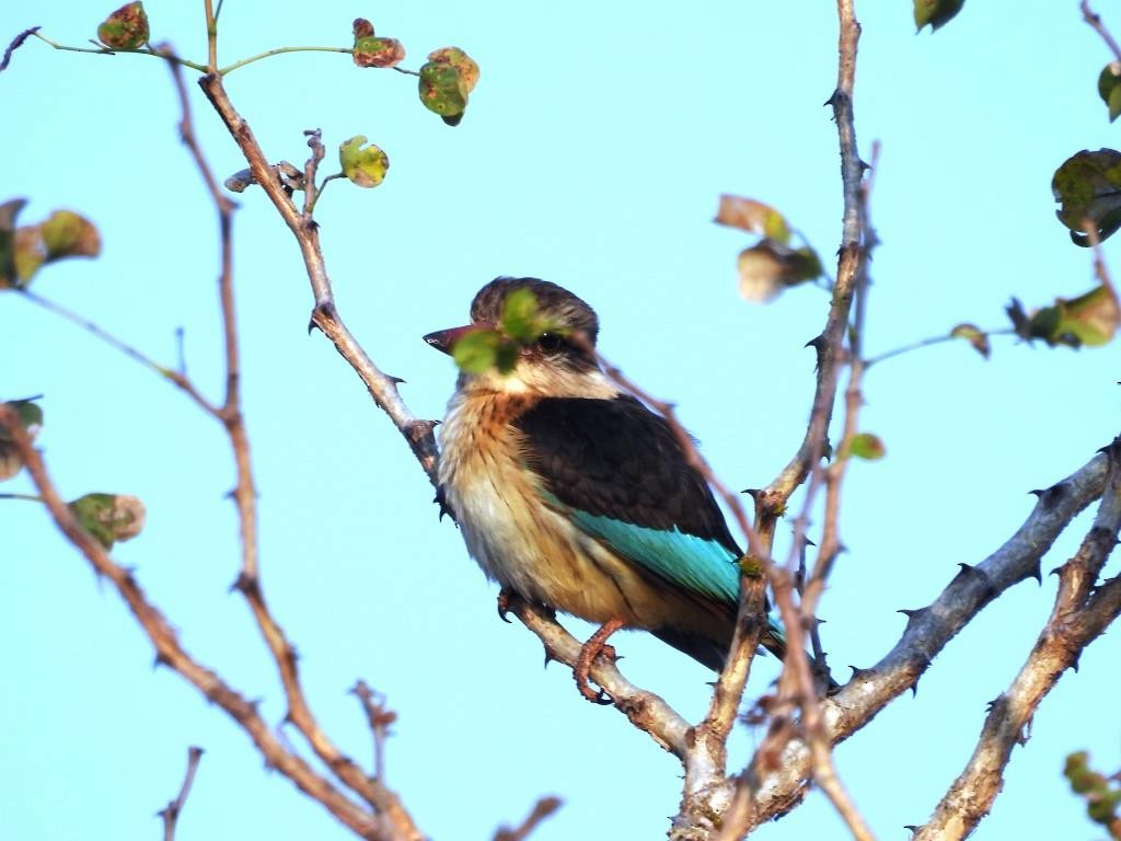 Brown-hooded Kingfisher - ML479099141