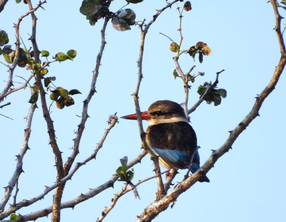 Brown-hooded Kingfisher - ML479099151