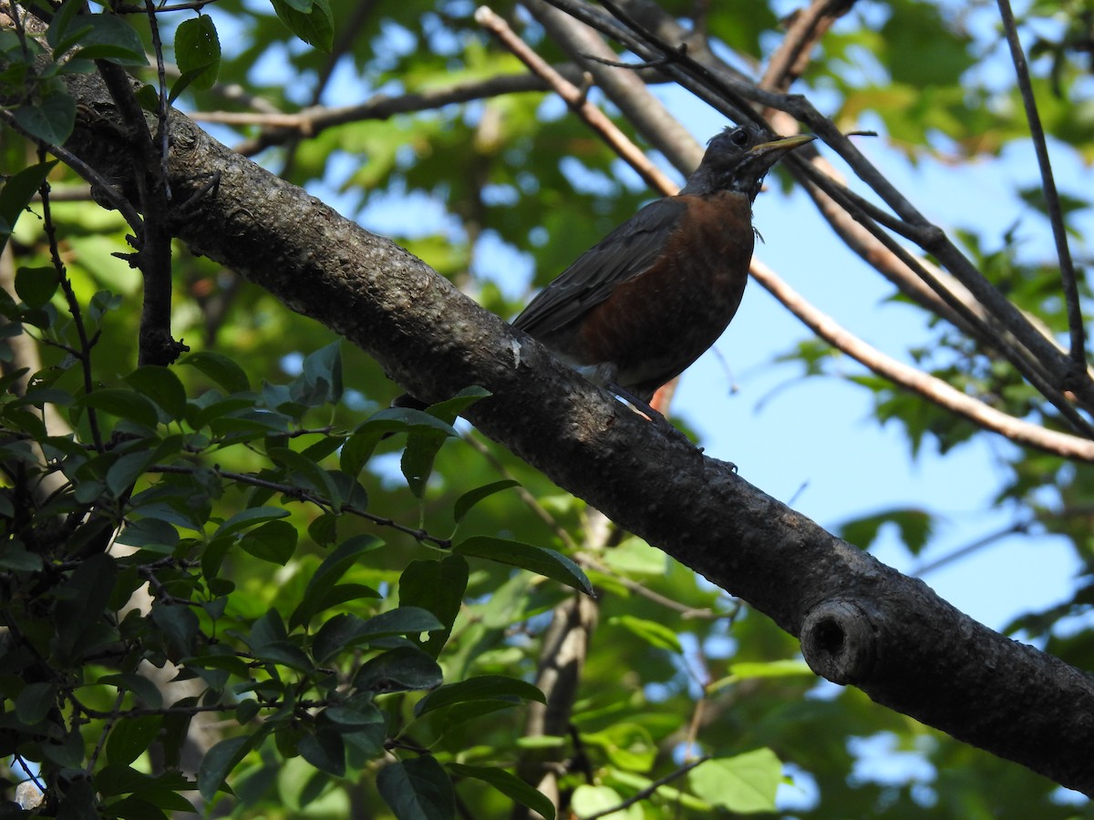 American Robin - ML479100631