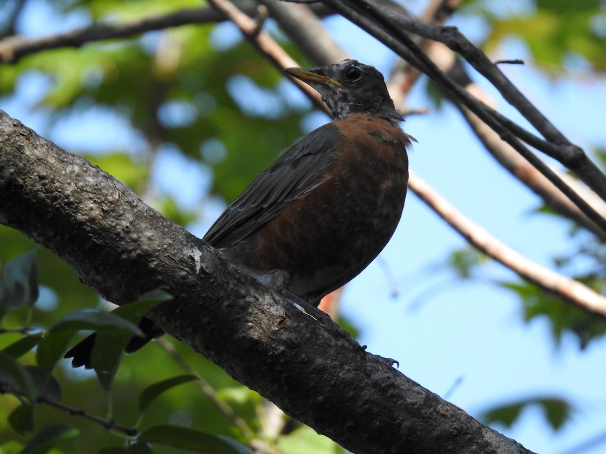 American Robin - ML479100641