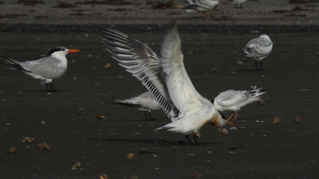 Sandwich Tern (Cabot's) - ML479101