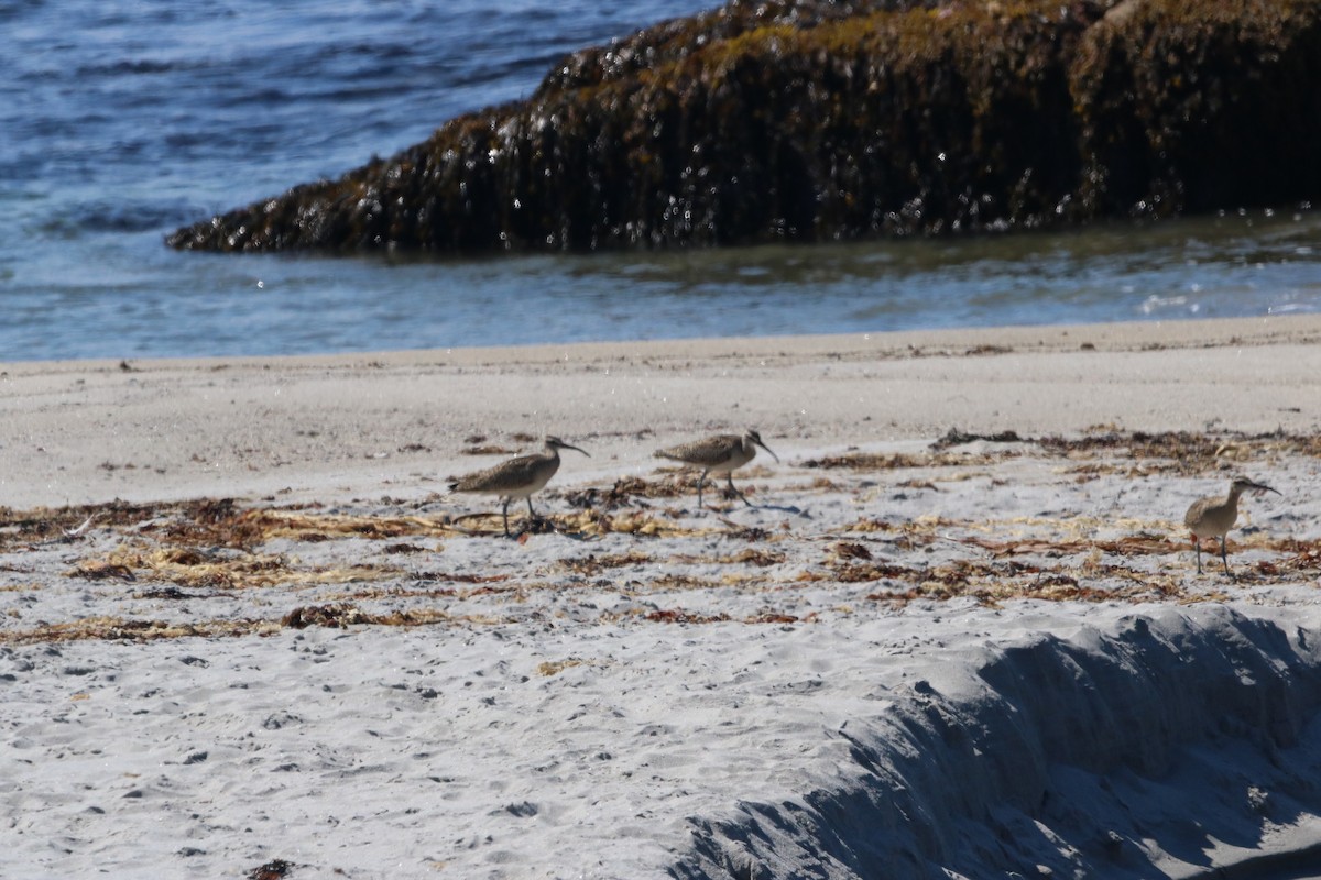 Whimbrel - John Loch