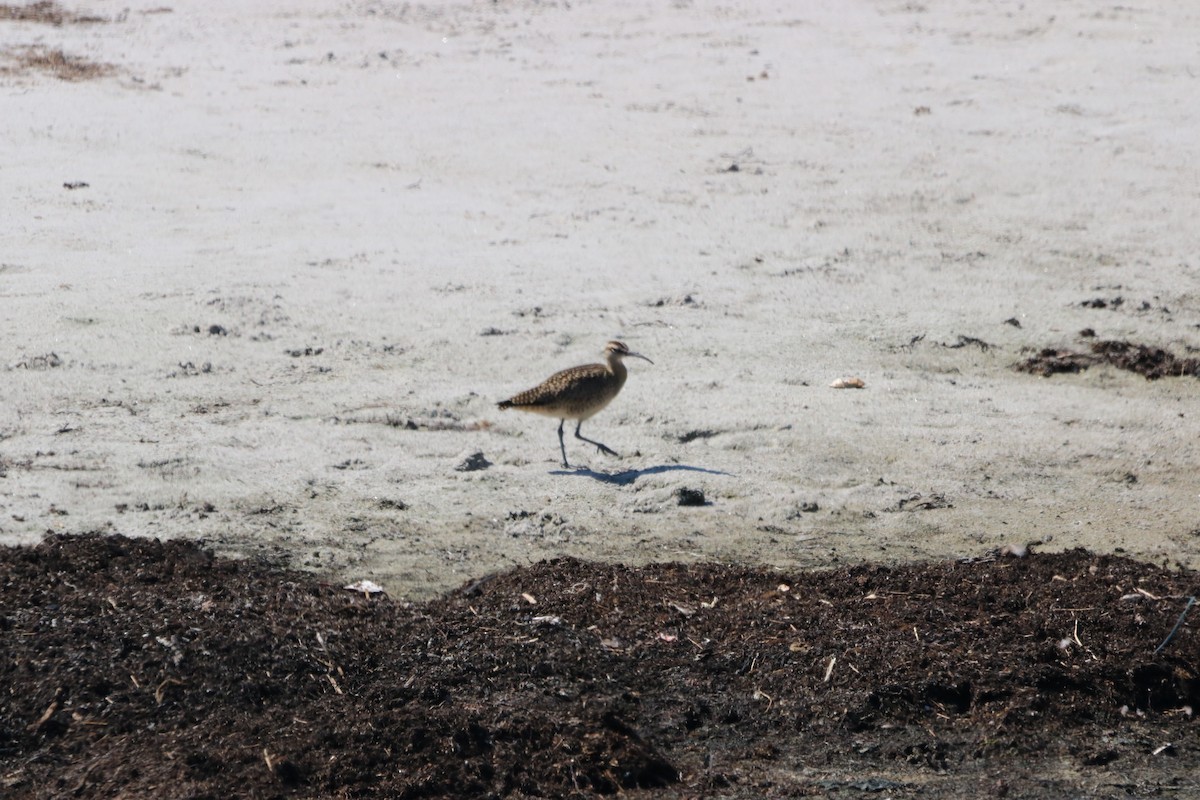 Whimbrel - John Loch