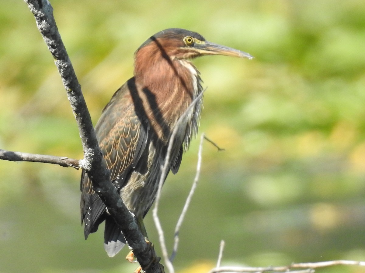 Green Heron - ML479101851