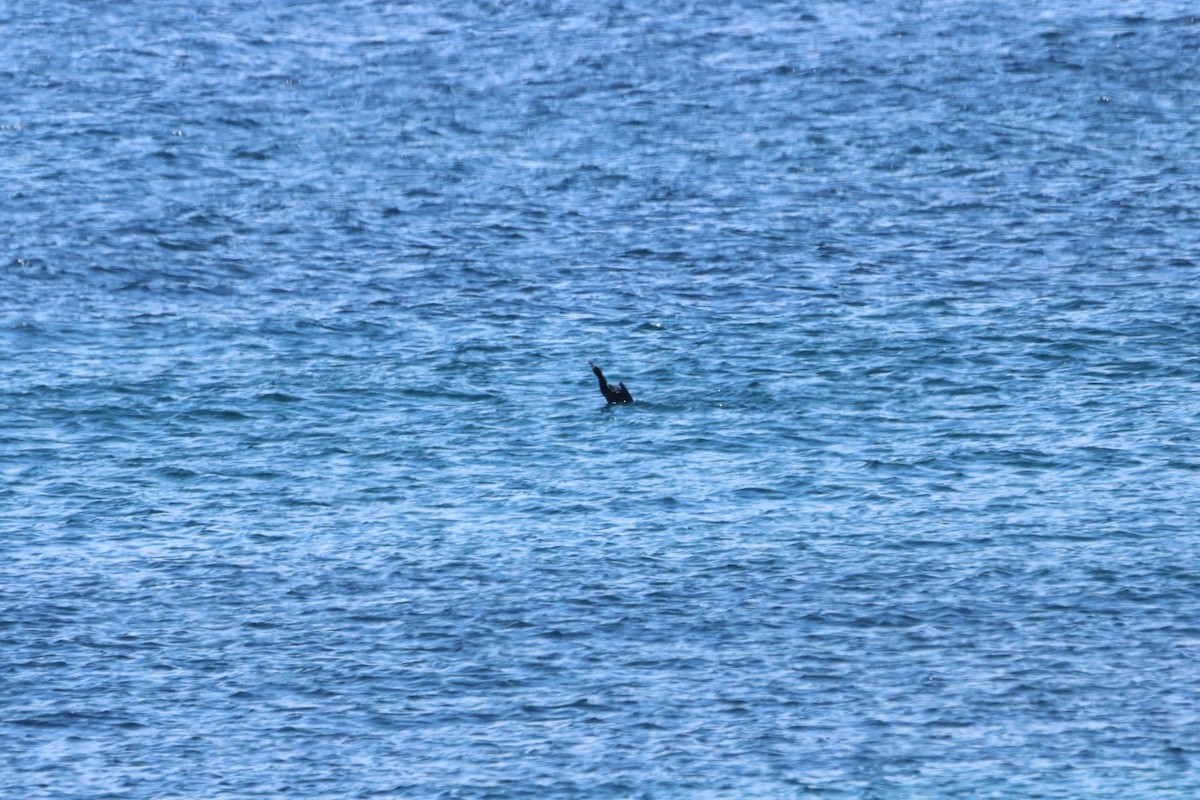 Double-crested Cormorant - John Loch