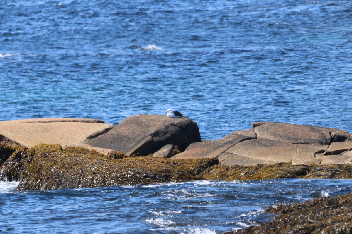 Great Black-backed Gull - John Loch