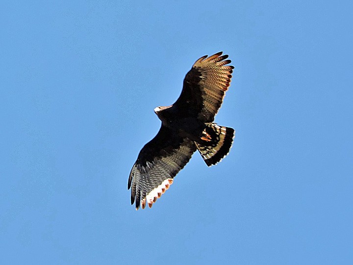 Zone-tailed Hawk - Denny Granstrand