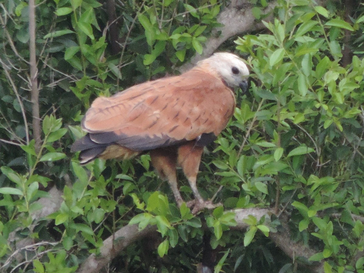 Black-collared Hawk - Nazareno Yunes Del Carlo