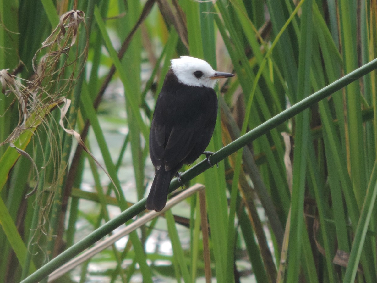White-headed Marsh Tyrant - Nazareno Yunes Del Carlo