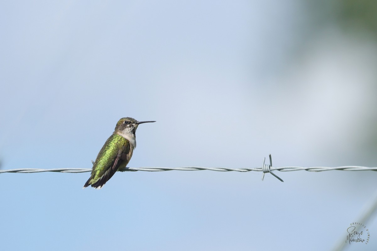 Ruby-throated Hummingbird - Serge Morneau