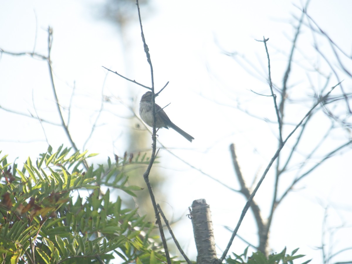 White-throated Sparrow - ML479104411