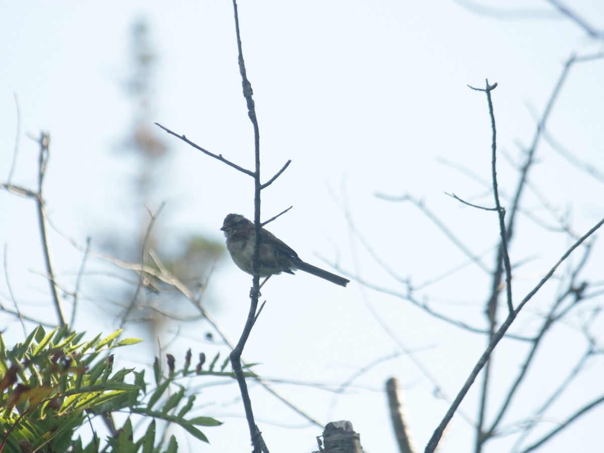 White-throated Sparrow - ML479104421