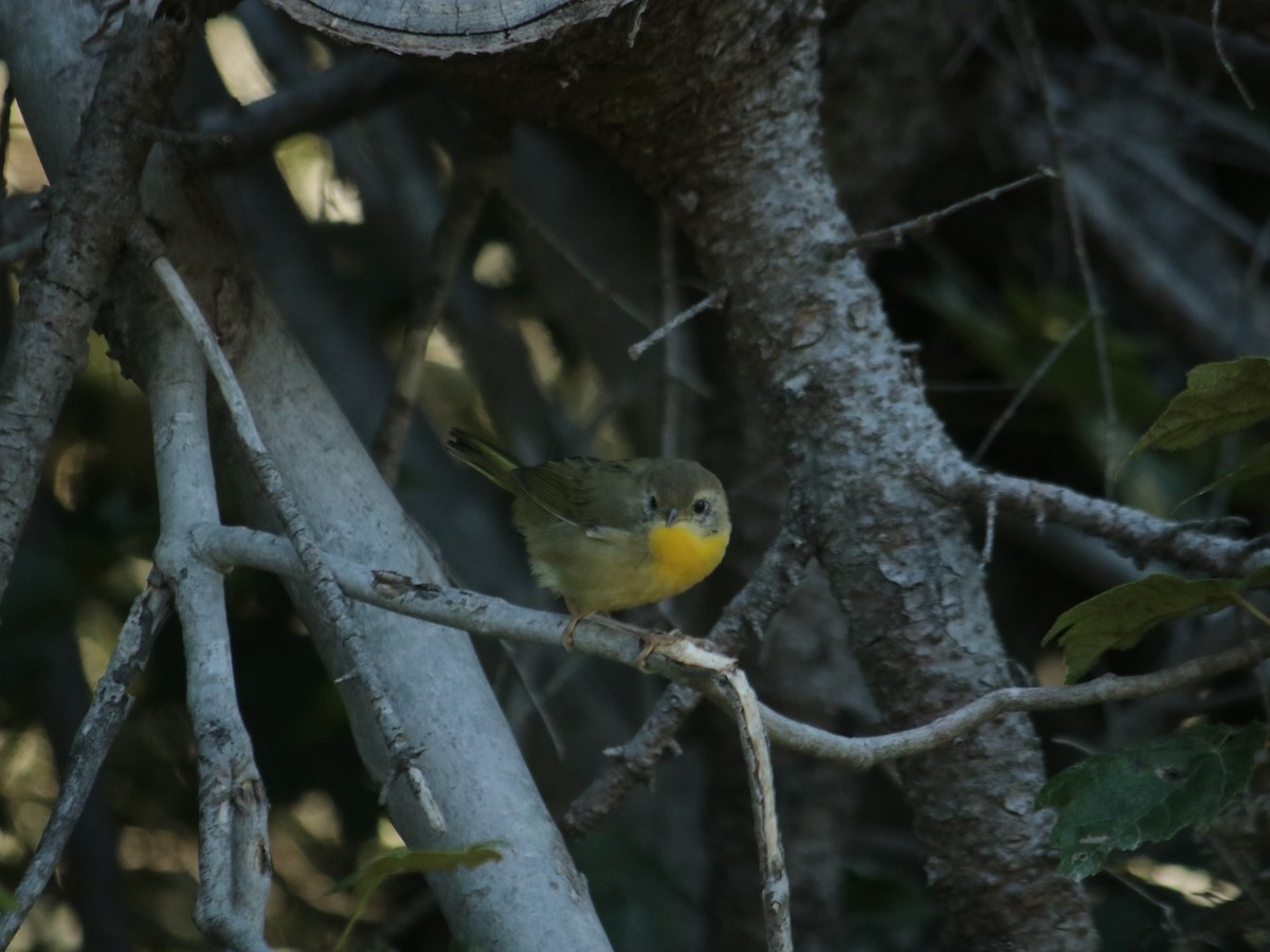 Common Yellowthroat - ML479104881