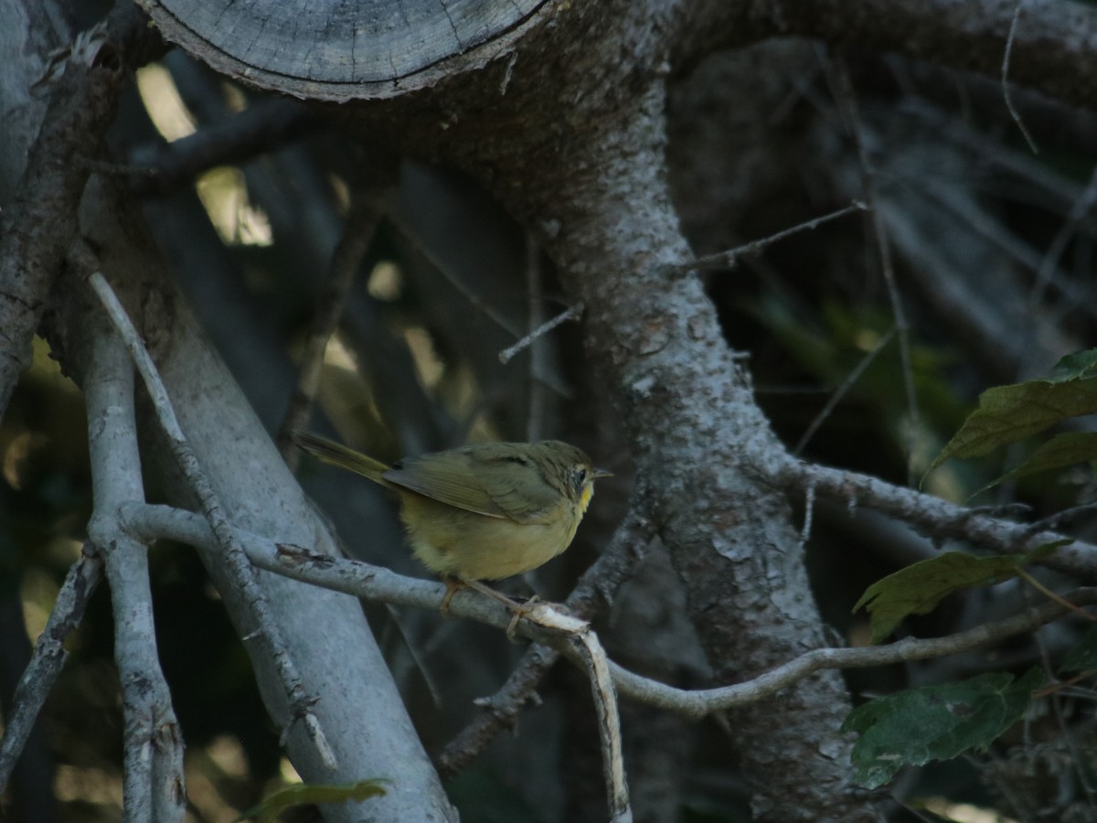 Common Yellowthroat - ML479104891