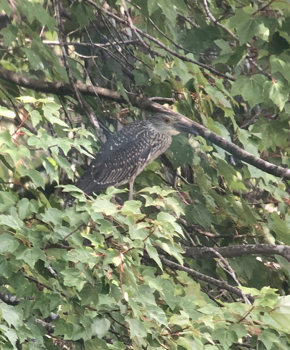 Yellow-crowned Night Heron - ML479105731