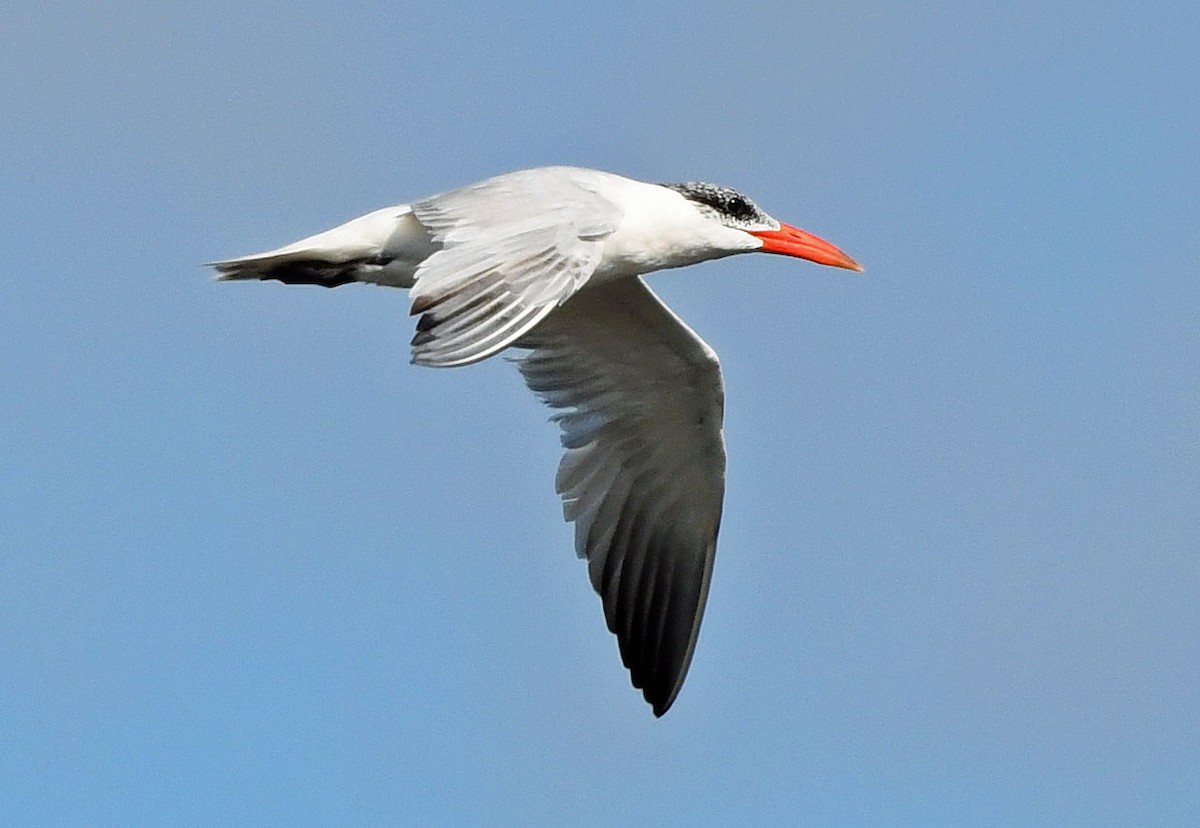 Caspian Tern - ML479107201