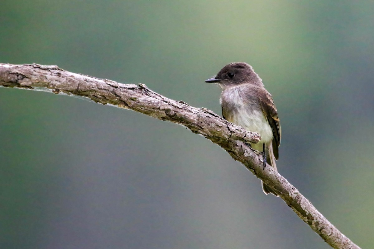 Eastern Phoebe - ML479108311