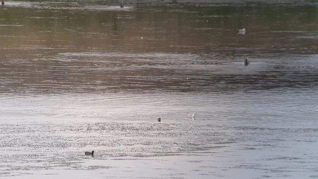 Eared Grebe - ML479108521