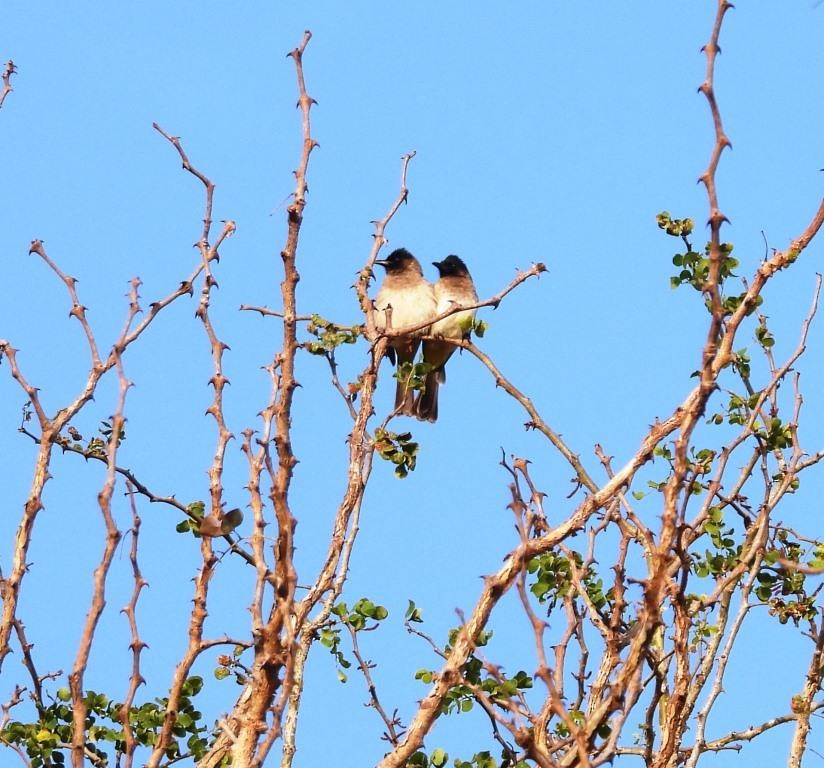 Bulbul des jardins (groupe tricolor) - ML479109101