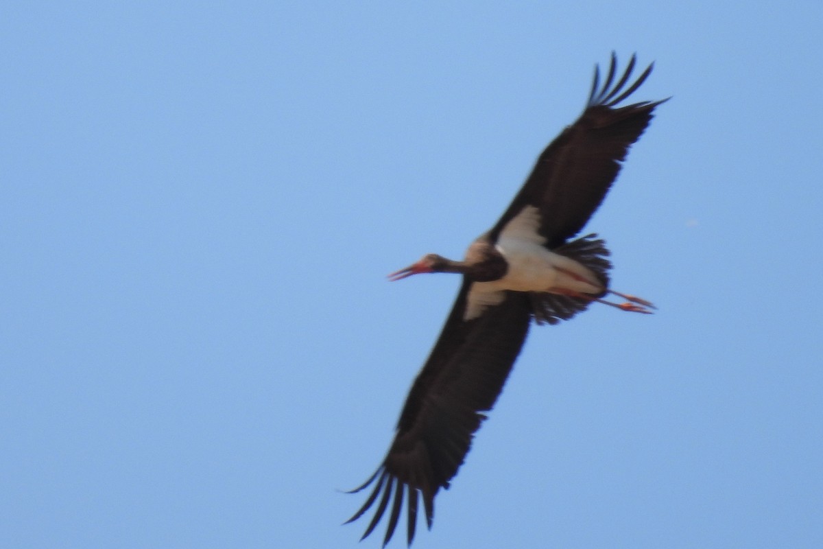 Black Stork - ML479110351