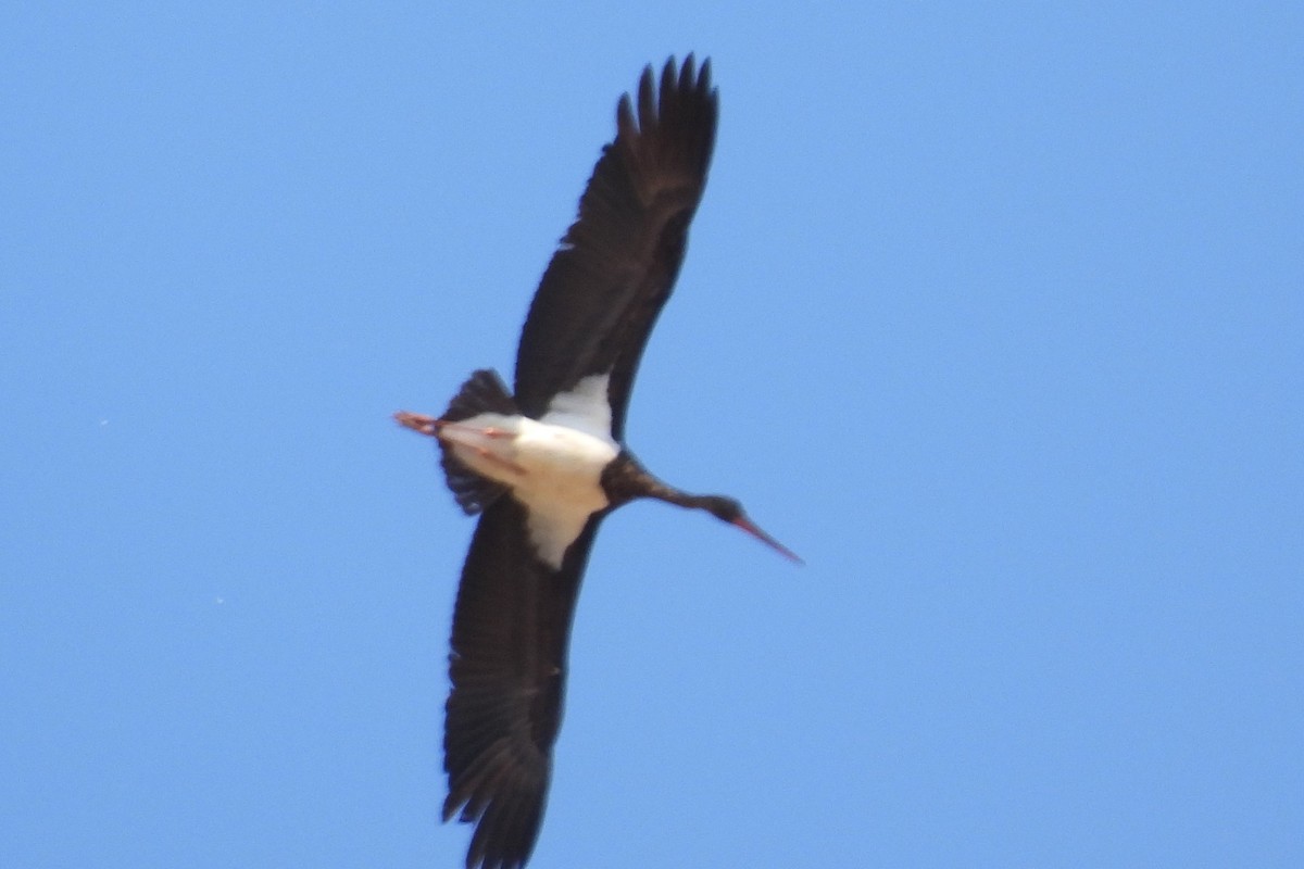 Black Stork - ML479110371