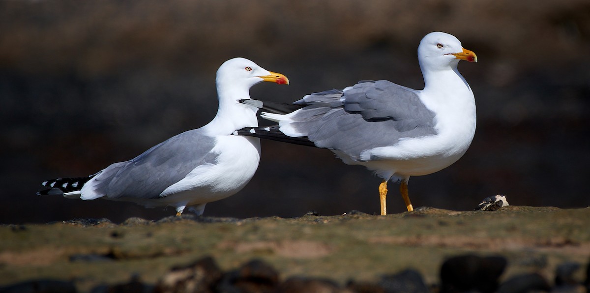 Yellow-legged Gull (atlantis) - Tomáš Grim