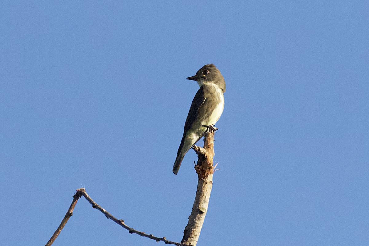 Olive-sided Flycatcher - Stan Lilley