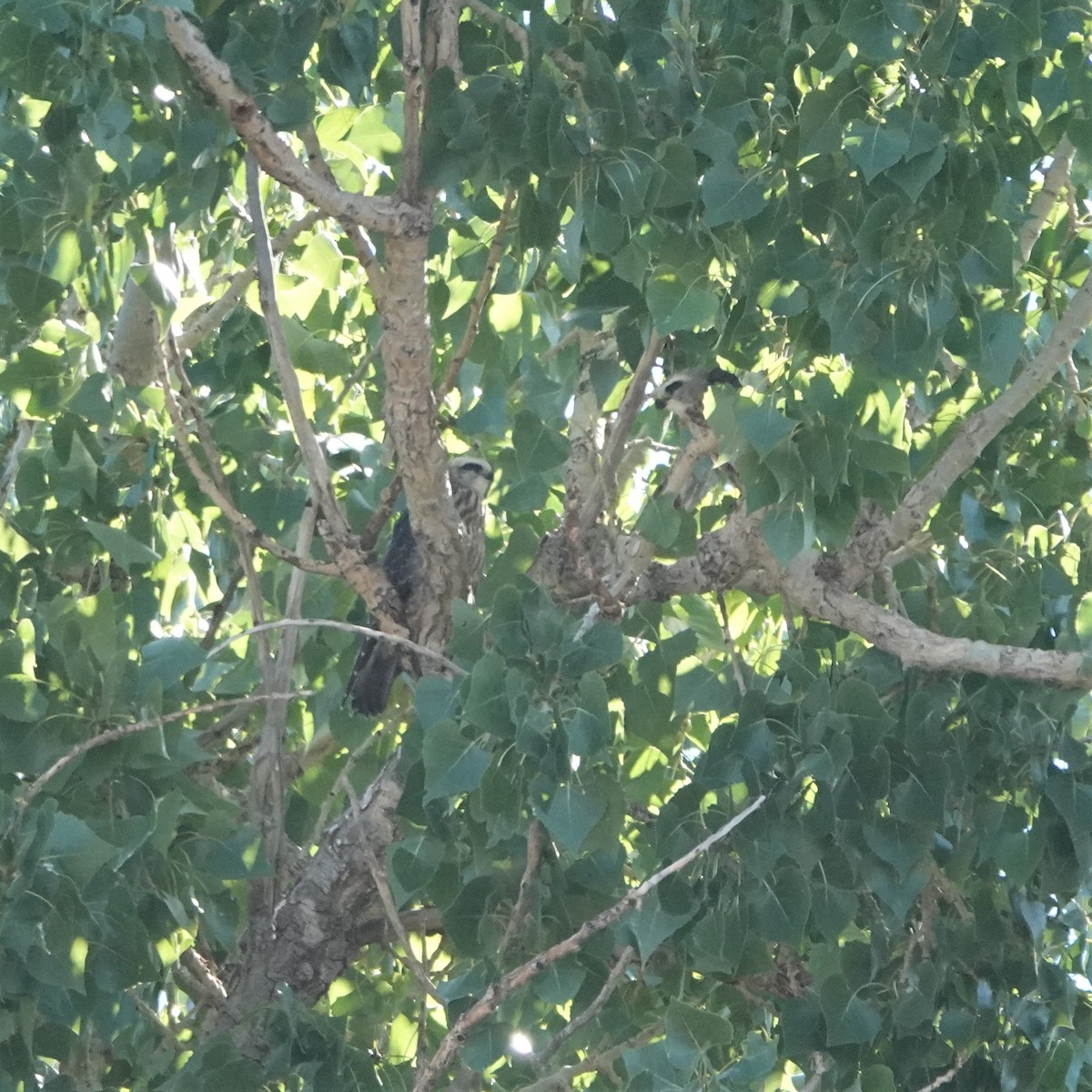 Mississippi Kite - ML479113701