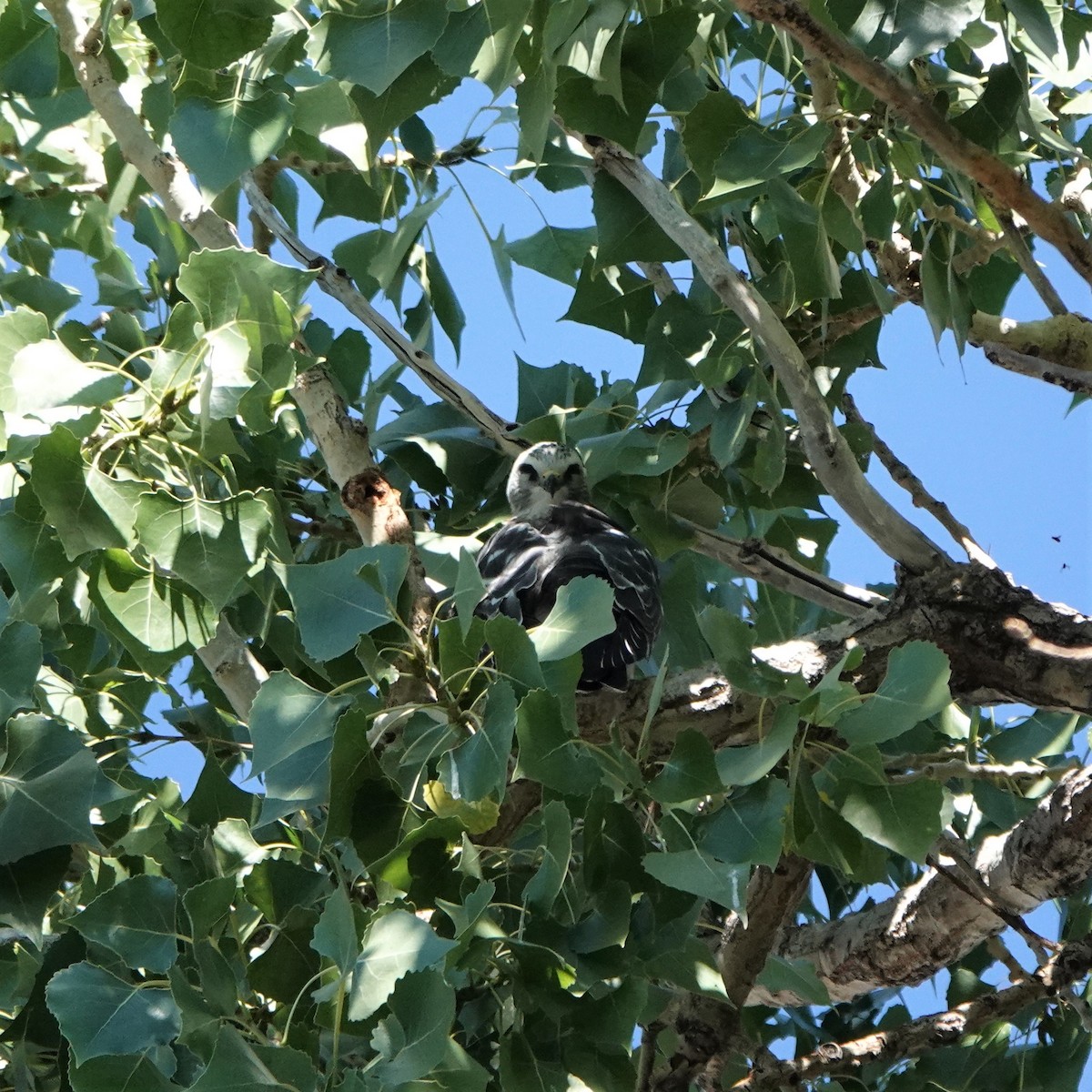 Mississippi Kite - ML479113771