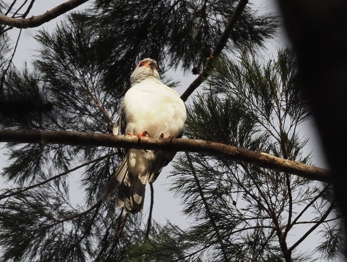 Gray-headed Goshawk - Stephan Lorenz